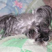 Photo de Schnauzer gant