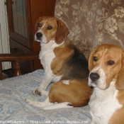 Photo de Beagle