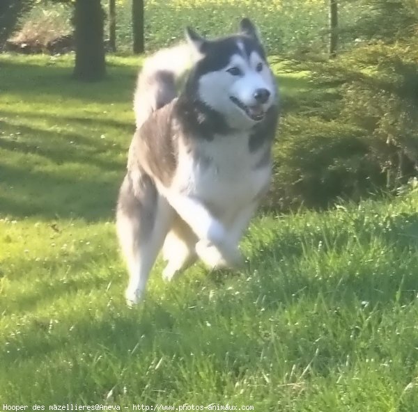 Photo de Husky siberien