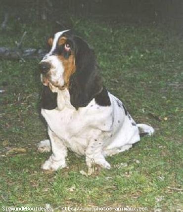 Photo de Basset hound