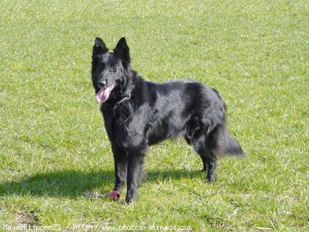 Photo de Berger belge groenendael