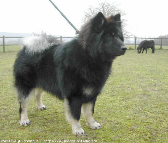 Photo d'Eurasier