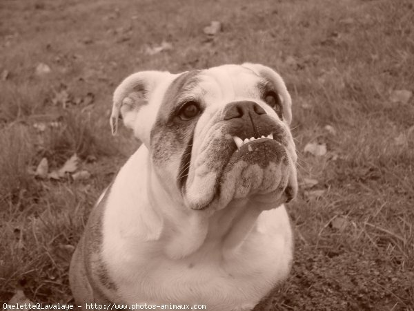 Photo de Bulldog