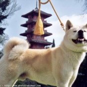 Photo d'Akita inu