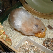 Photo de Hamster