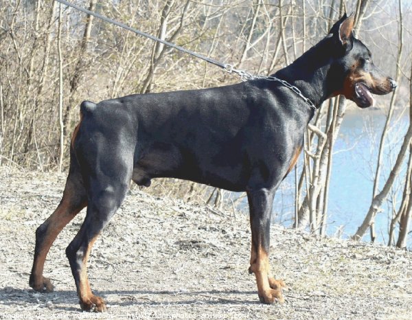 Photo de Dobermann