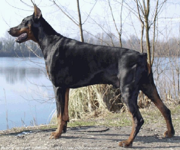 Photo de Dobermann