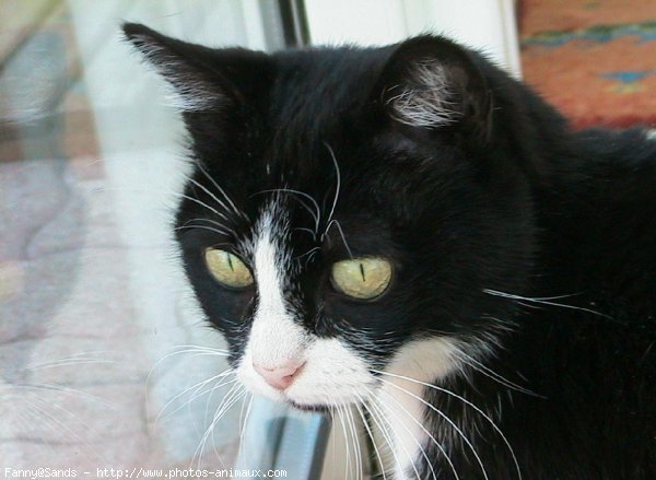 Photo de Chat domestique