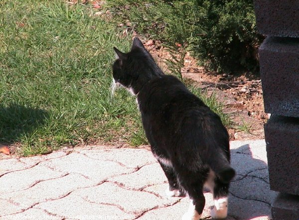 Photo de Chat domestique