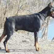 Photo de Dobermann