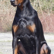 Photo de Dobermann