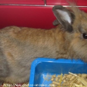 Photo de Lapin