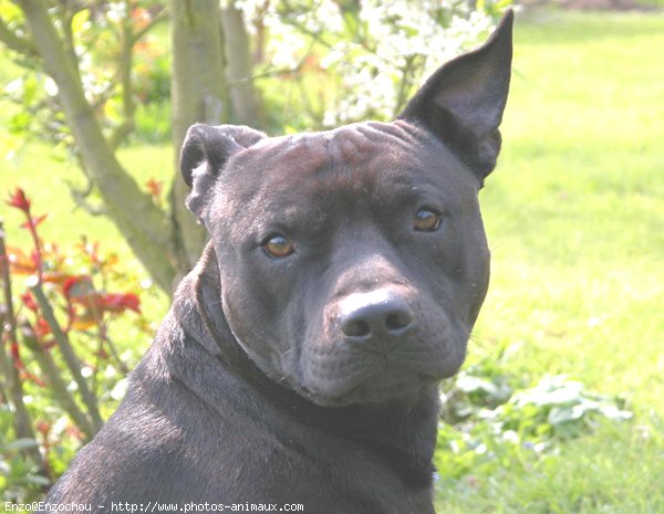 Photo d'American staffordshire terrier