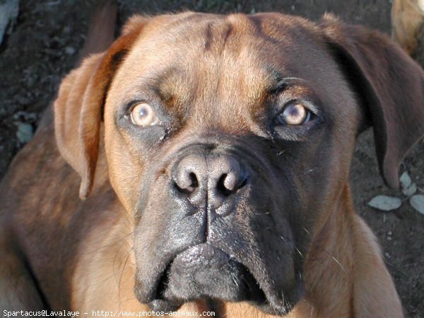 Photo de Dogue de bordeaux