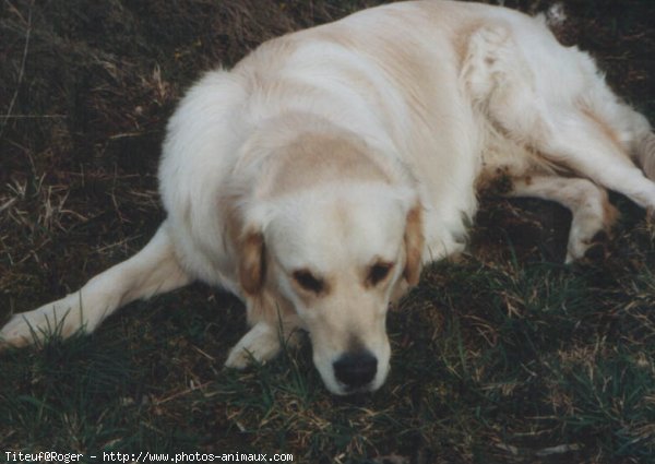 Photo de Golden retriever