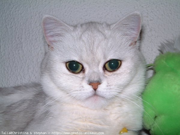 Photo d'Exotic shorthair