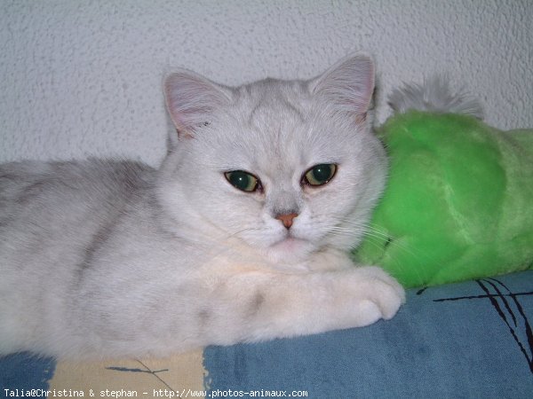 Photo d'Exotic shorthair