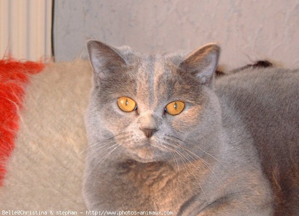 Photo de British shorthair