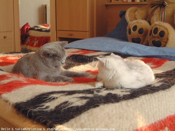 Photo de British shorthair