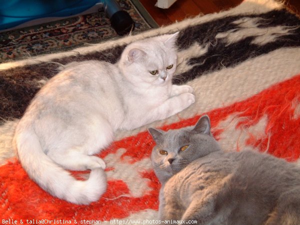 Photo de British shorthair