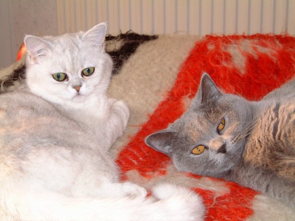 Photo de British shorthair