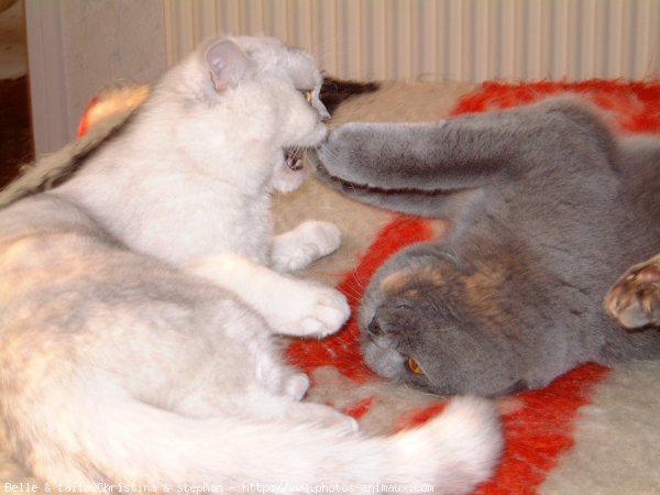 Photo de British shorthair