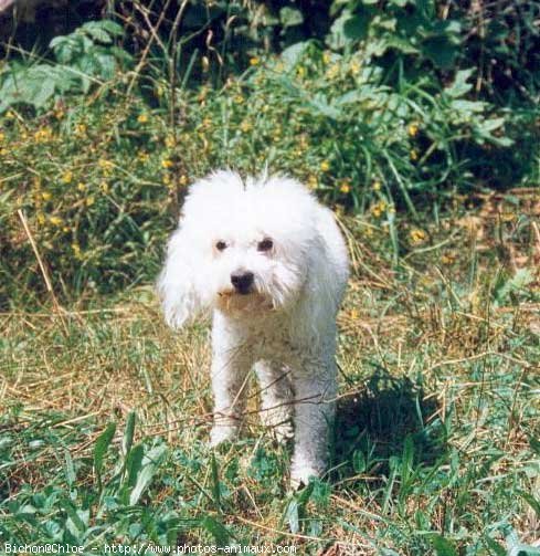 Photo de Bichon  poil fris