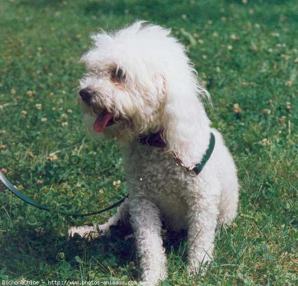 Photo de Bichon  poil fris