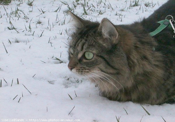 Photo de Chat domestique