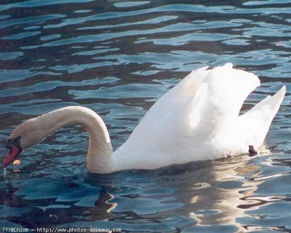 Photo de Cygne