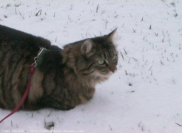 Photo de Chat domestique