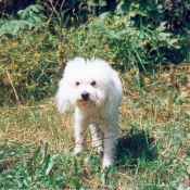 Photo de Bichon  poil fris