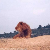 Photo de Lion