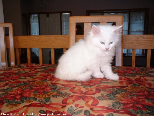 Photo d'Angora turc