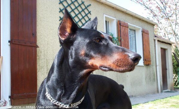 Photo de Dobermann