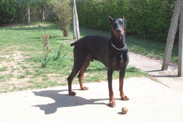 Photo de Dobermann