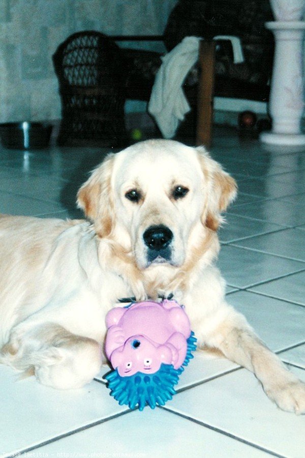 Photo de Golden retriever