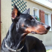 Photo de Dobermann