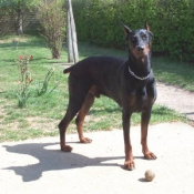 Photo de Dobermann