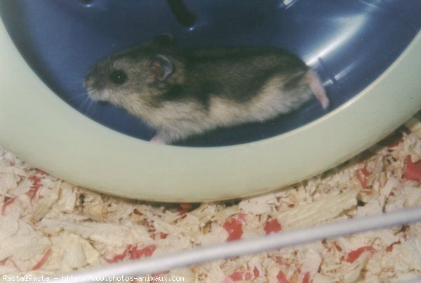 Photo de Hamster