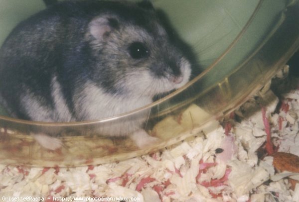 Photo de Hamster