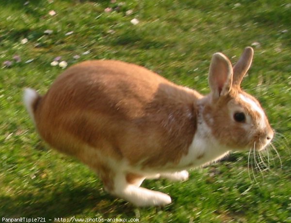 Photo de Lapin