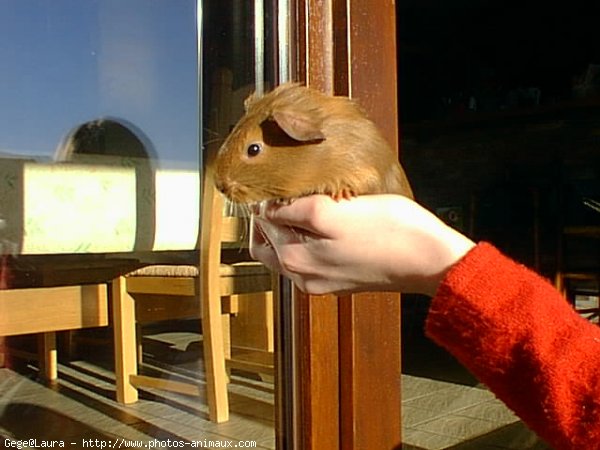 Photo de Cochon d'inde