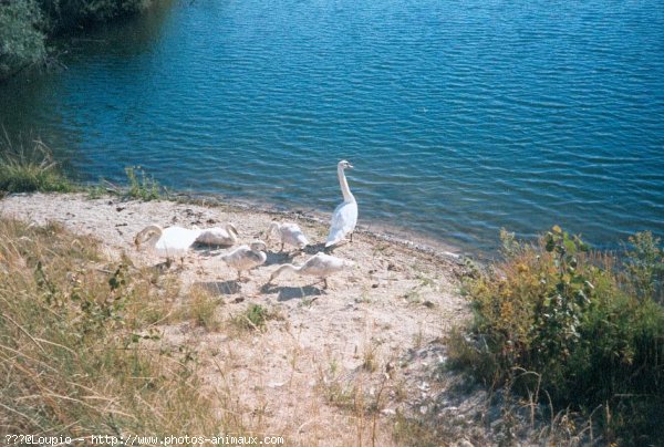 Photo de Cygne