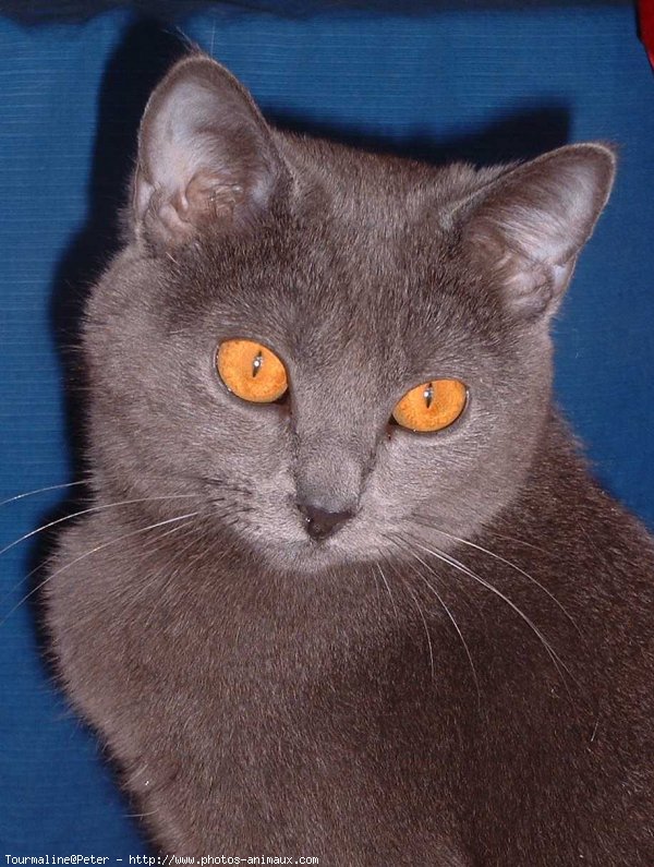 Photo de Chartreux