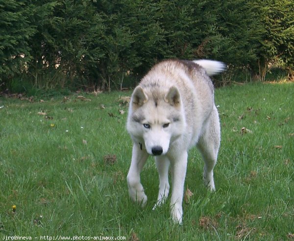 Photo de Husky siberien