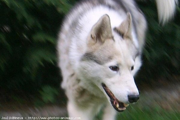 Photo de Husky siberien