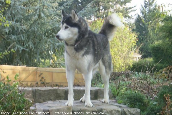 Photo de Husky siberien