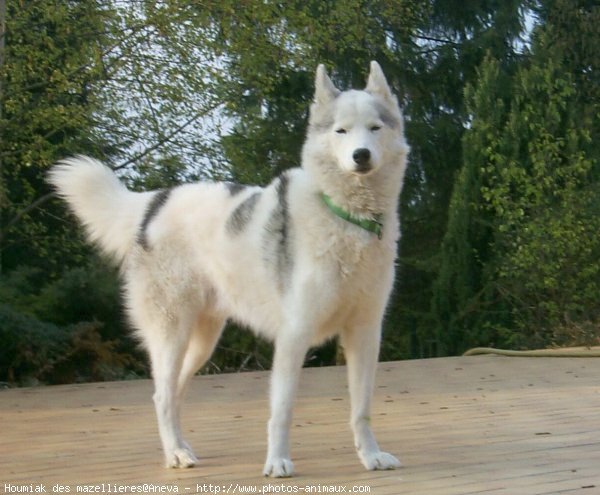 Photo de Husky siberien