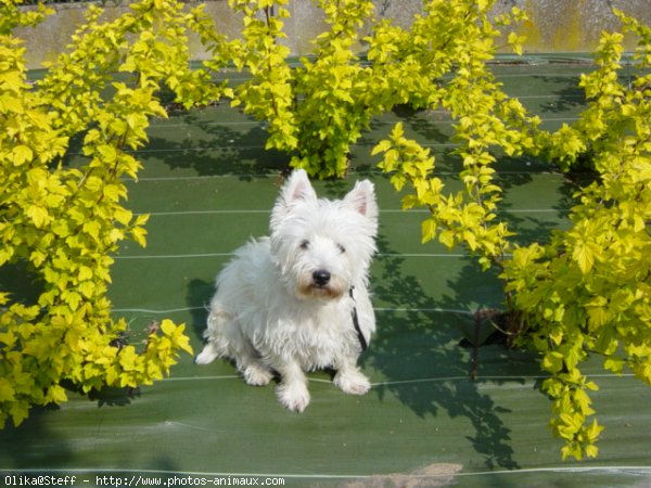 Photo de West highland white terrier